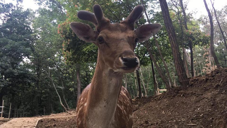 Naszály Kapuja vendégház Kosd Esterno foto