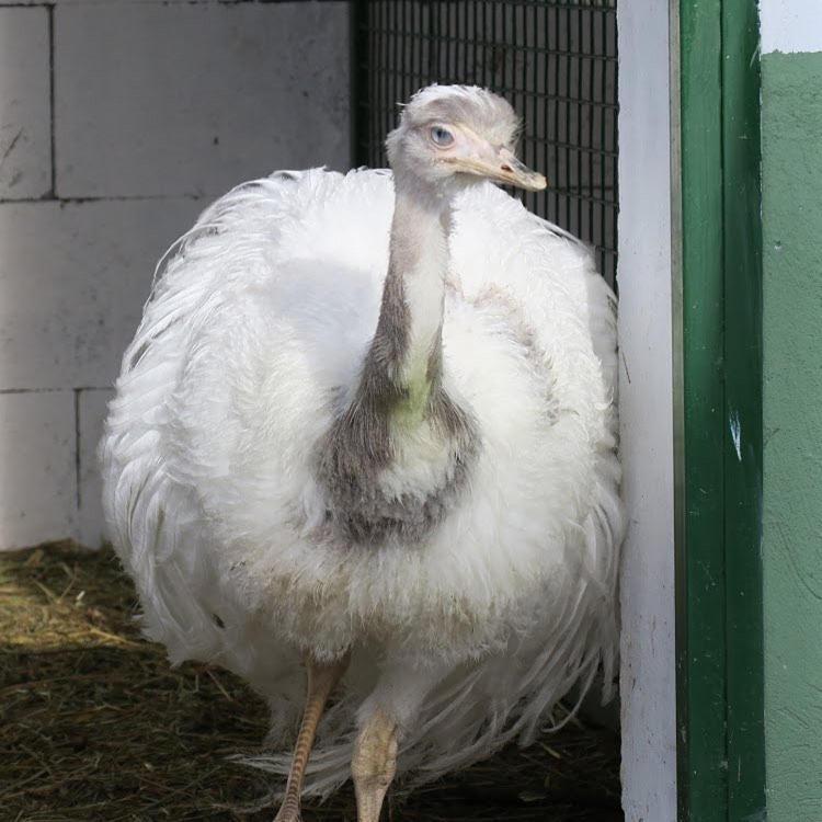 Naszály Kapuja vendégház Kosd Esterno foto